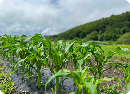 季節ごとにできる体験 7月～8月の風景