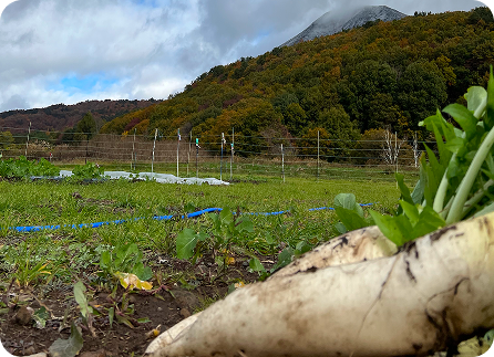 季節ごとにできる体験 9月～11月の風景