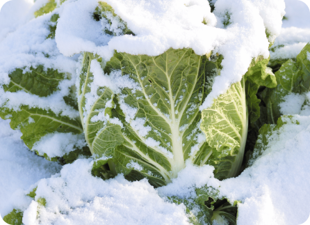 季節ごとにできる体験 12月～4月の風景
