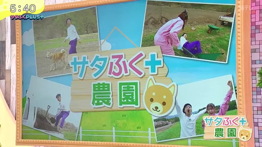 福島テレビ『サタふくプラス』にて、当社が管理している農場での「サタふく+農園」企画が放送されました。