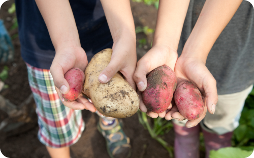 農業体験 じゃがいも さつまいも 収穫風景