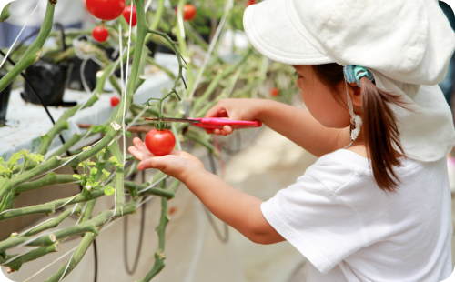 農業体験 ミニトマト 収穫風景