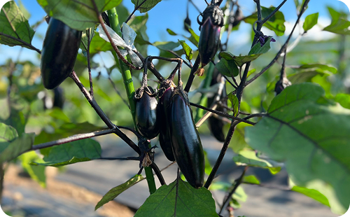 農業体験 ナスの生育風景